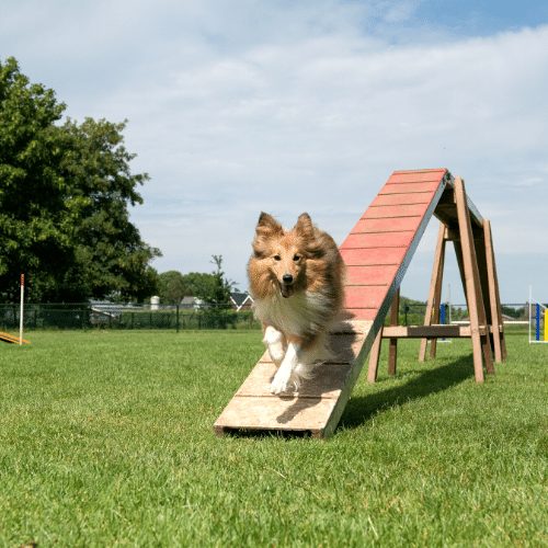 Dog Agility Ramp - WoofyWorks