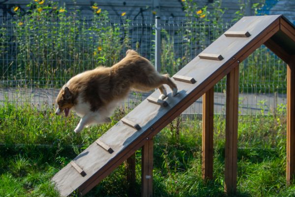 Dog Agility Ramp - WoofyWorks
