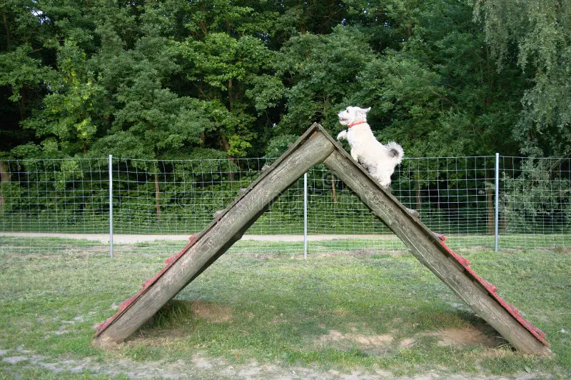 Dog Agility Ramp - WoofyWorks