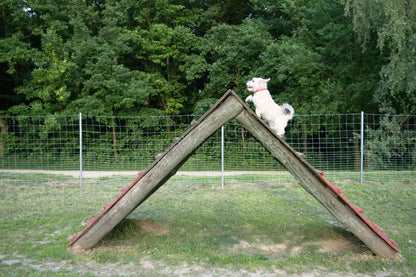 Dog Agility Ramp - WoofyWorks