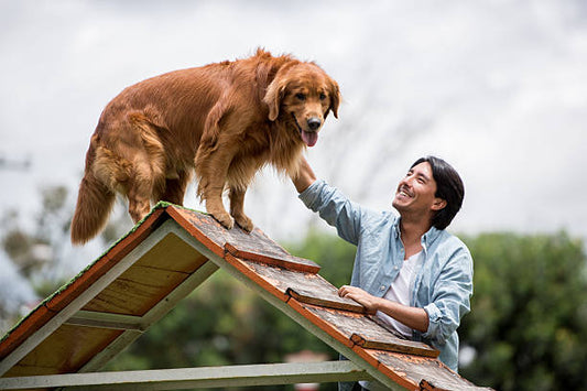 Dog Agility Ramp - WoofyWorks
